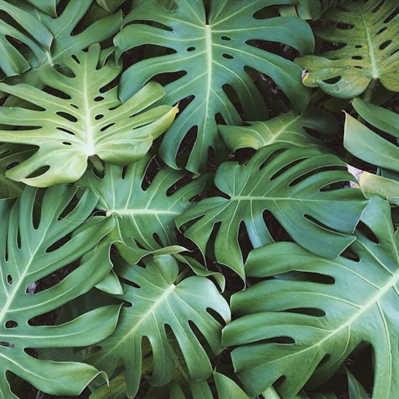 Tropical leaf styling + design inspiration